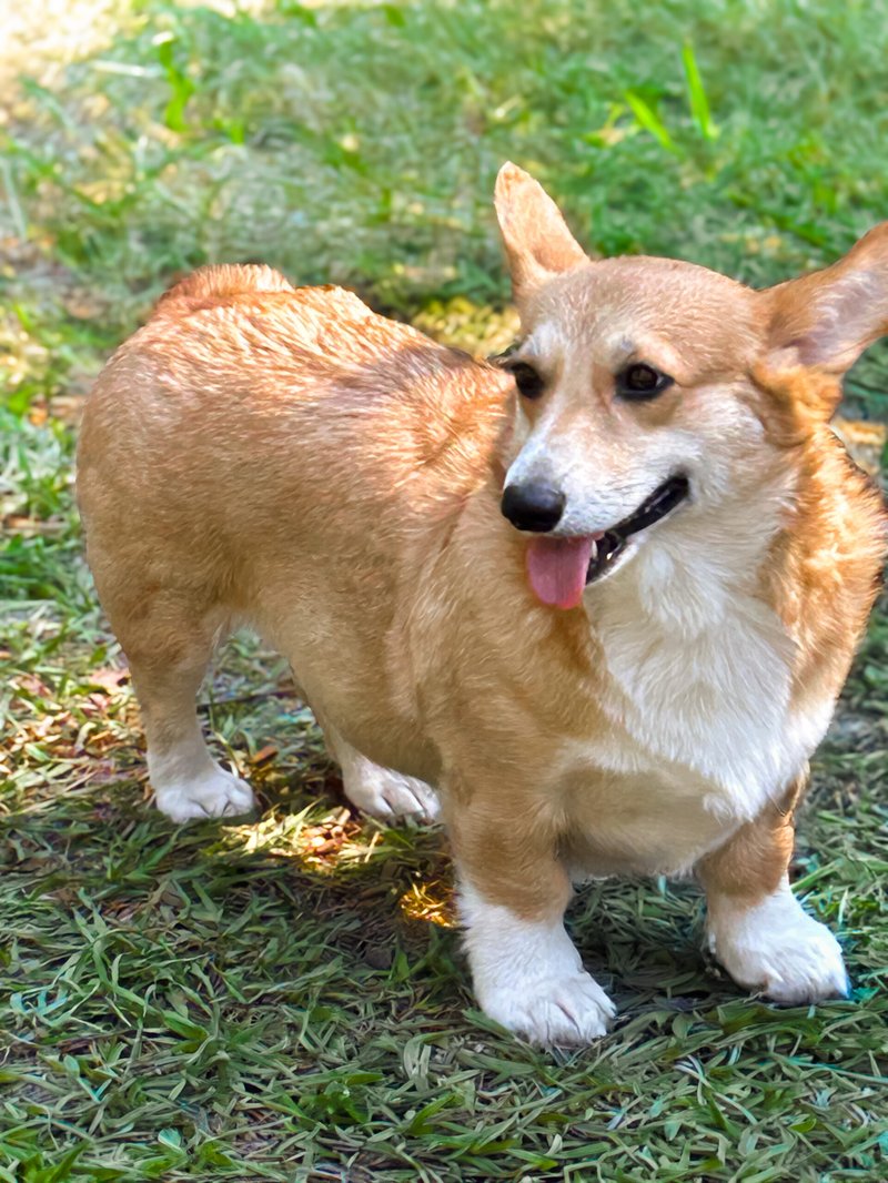 Spain - corgibet pagos